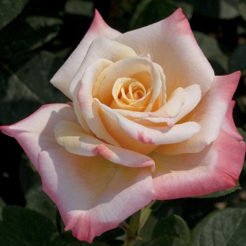 Shop - Rosa Laetitia Casta® - weiß - rosa - teehybriden-edelrosen - stark duftend - Meilland International - -